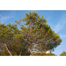 Borovice těžká (Pinus ponderosa) 7 semen