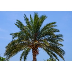 Palma konopná (Trachycarpus fortunei) 3 semena