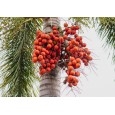 Palma Oranžová ( Cyrtostachys renda) 4 semena