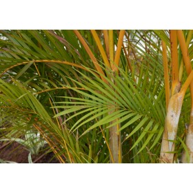 Palma zkroucená (Dypsis prestoniana) 4 semena