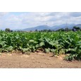 Tabák Havana (nicotiana tabacum) - semínka rostliny 200-300 ks