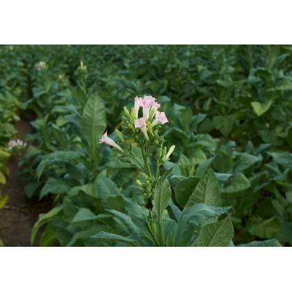 Tabák Havana (nicotiana tabacum) - semínka rostliny 200-300 ks