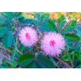 Citlivka stydlivá (Mimosa pudika) 7 semen