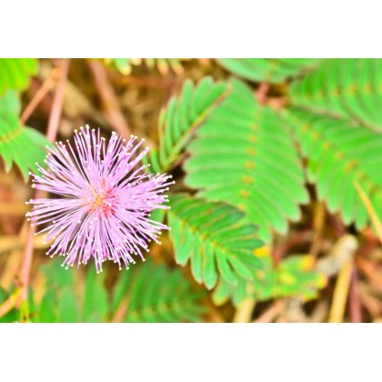 Citlivka stydlivá (Mimosa pudika) 7 semen