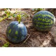 Meloun Small Shining - rudý (Citrullus lanatus ) 10 semen
