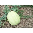 Meloun Cream Saskatchewan - bílý (Citrullus lanatus ) 10 semen