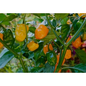 Habanero Chilli - žluté (Capsicum chinense ‘Habanero’) 10 semen