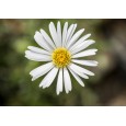Mountain daisy (Celmisia semicordata) 7 semen