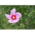Ibišek syrský (Hibiscus syriacus) 10 semen