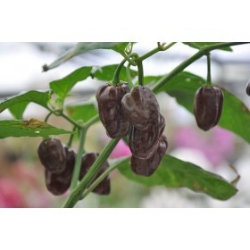 Habanero Chilli - Čokoládové - semínka rostliny 10 ks