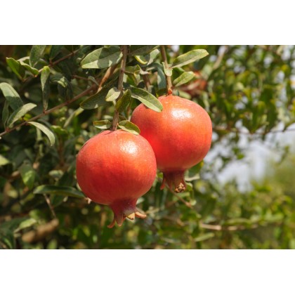 Granátové jablko (Punica granatum)