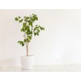 Fíkovník ( Ficus punctata) 4 semena
