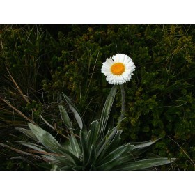 Mountain daisy (Celmisia semicordata) 7 semen