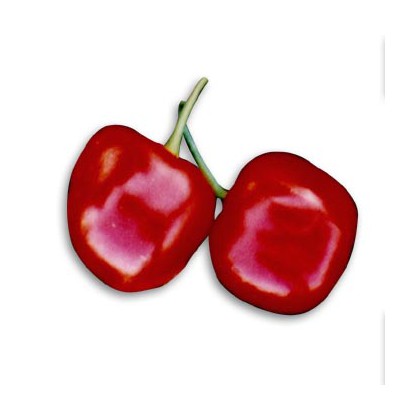 Chilli Baby Pepper (rostlina: capsicum) 7 semen