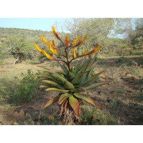 Aloe spectabilis ( Aloe spectabilis ) 6 semen