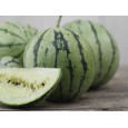 Meloun Cream Saskatchewan - bílý (Citrullus lanatus ) 10 semen