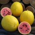 Meloun Golden Midget - zlatý (Citrullus lanatus ) 10 semen
