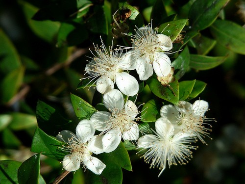 Myrta obecná (Myrtus communis) 5 semen Myrta obecná (Myrtus communis) 5 semen