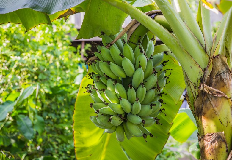 Banánovník Dwarf (Musa acuminata) 5 semen Banánovník Dwarf (Musa acuminata) 5 semen