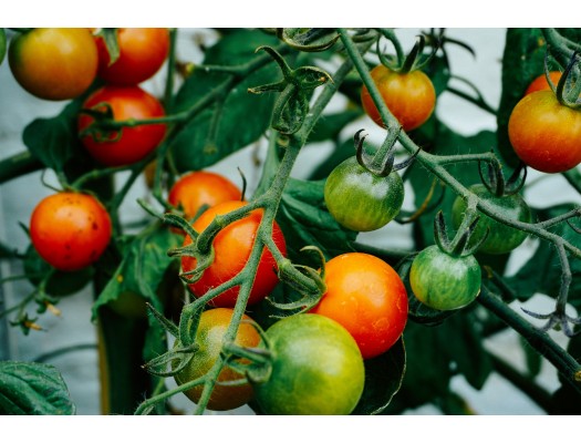 Jak pěstovat rajčata