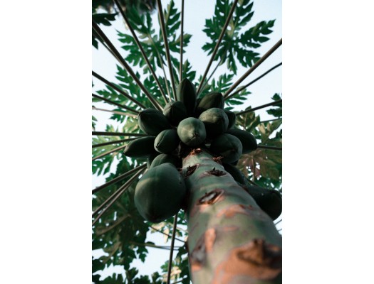 Strom podobající se palmě