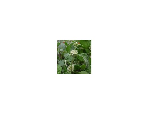 Jablečník – léčivá bylinka z čeledi hluchavkovitých