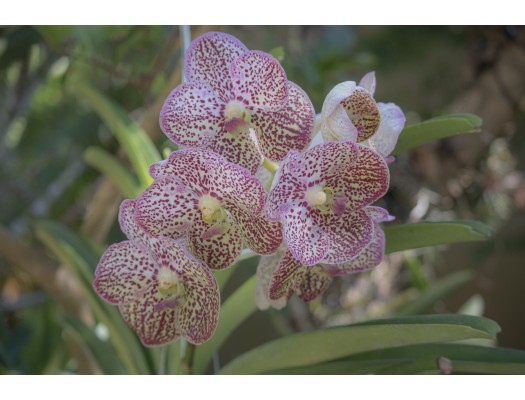 Pěstování orchidejí 2.díl