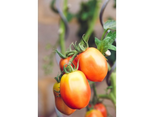 Voňavá rajčata z vlastní zahrady