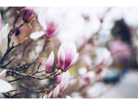 Magnolie-kouzlo jara na zahradě