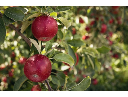 Jak vypěstovat zdravá jablka