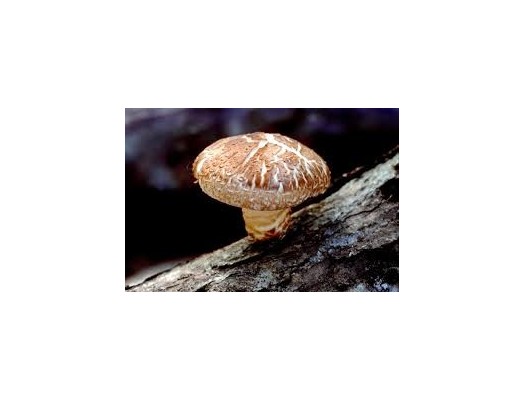 Shii-take - asijská houba