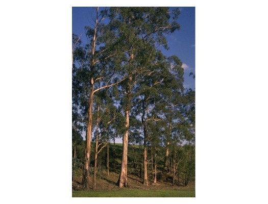Eukalyptus / Blahovičník (Eucalyptus)