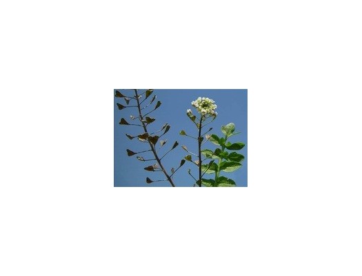Kokoška pastuší tobolka - Capsella bursa pastoris