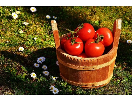 Vypěstujte si rajčata. Vlastní sklizeň plodů ráje chutná nejlépe!