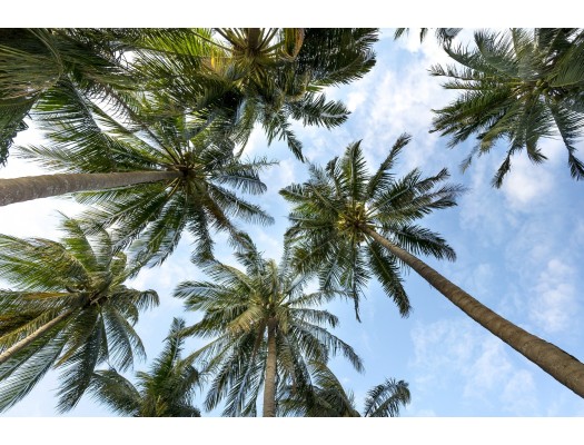 Palmy, nejen v tropech